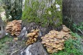 La gourmandise des champignons